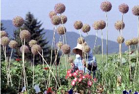 Furano flowers in full bloom